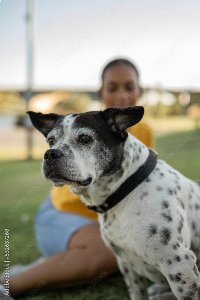 black and white dog portrait outdoors black and white dog portrait outdoors