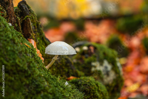 Mushrooms in autumn forest photo