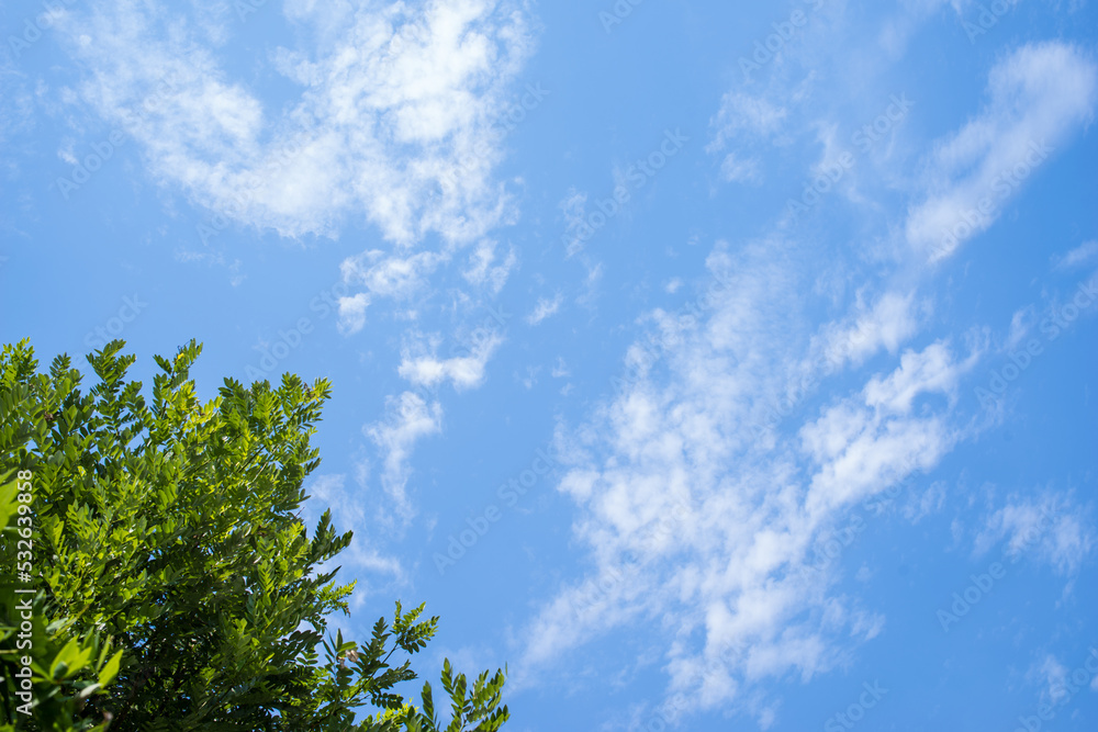 Obraz premium Blue sky and green leaves