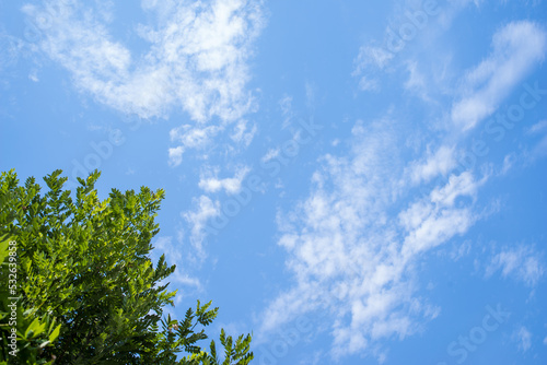Blue sky and green leaves