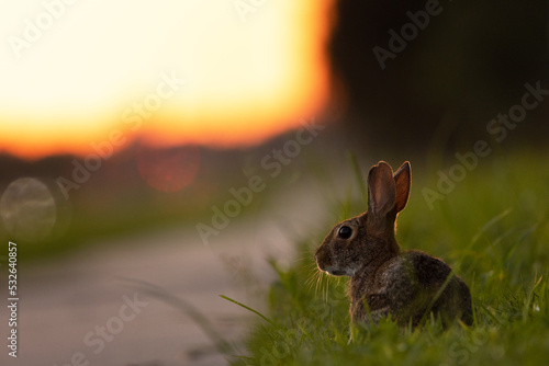 Photography A rabbit near a road at sunset