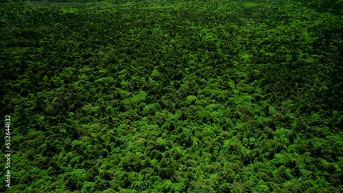 青木ヶ原樹海と富士山を空撮