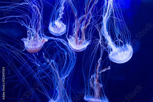 Tank of multiple jellyfish