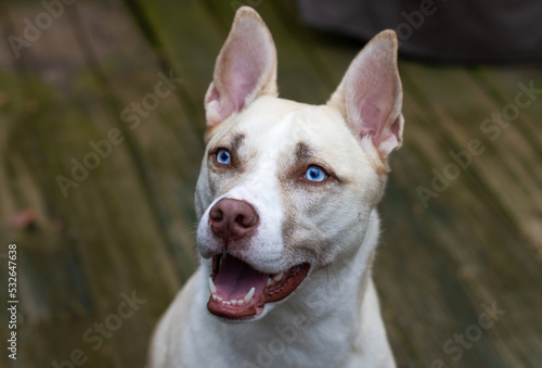 Happy dog with striking blue eyes photo
