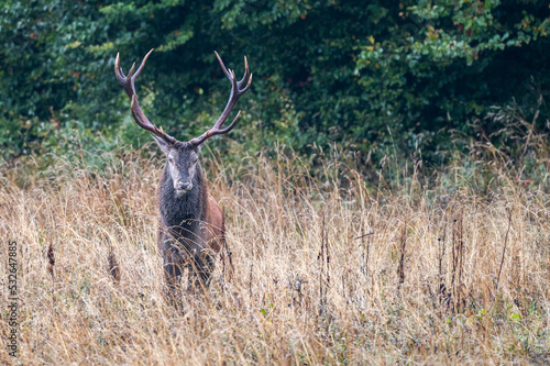 Red Deer (Cervus elaphus) stag during the rutting season. Bieszczady Mts., Carpathians, Poland.