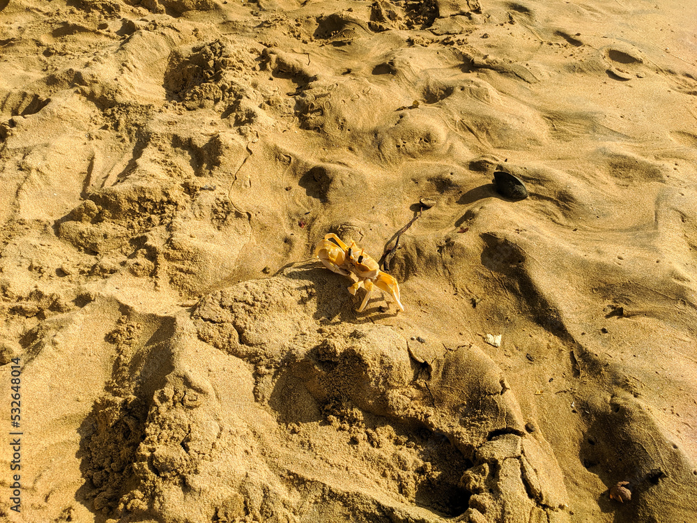The yellow crab sits on the sand of the sea beach. Hikkaduwa, Sri Lanka