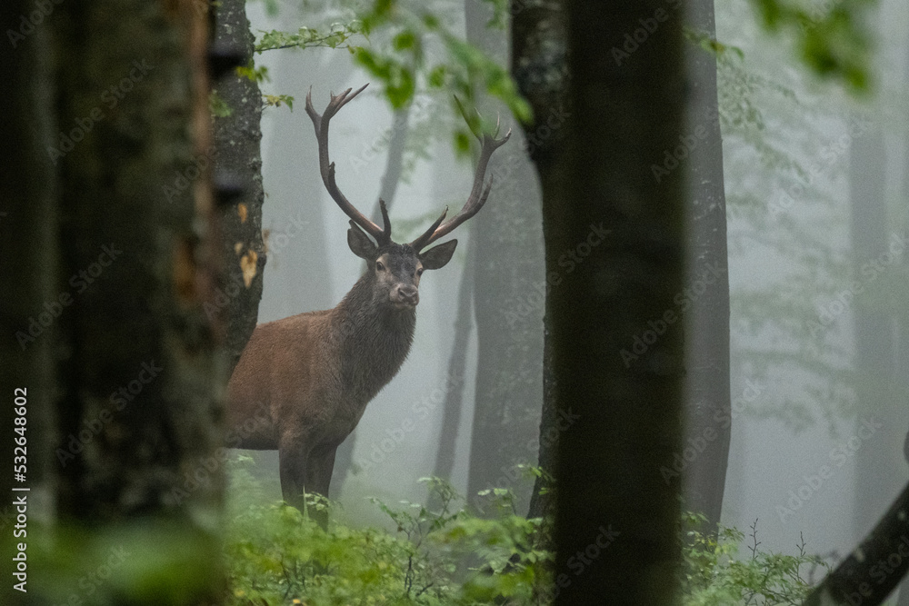 Fototapeta premium Red Deer (Cervus elaphus) stag during the rutting season. Bieszczady Mts., Carpathians, Poland.