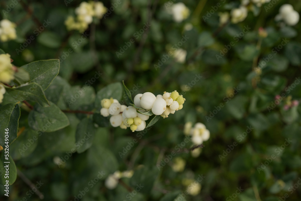 The snowplow plant in the garden, Symphoricarpos The snowplow plant in the garden, Symphoricarpos