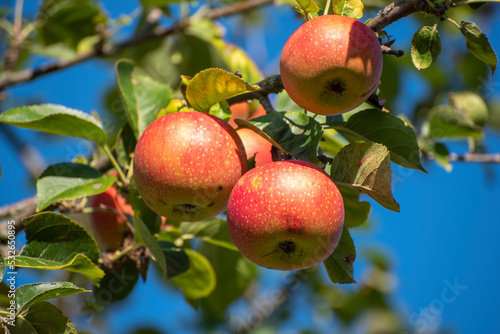 Reife, rote Äpfel hängen am Ast eines Apfelbaums im Sonnenschein