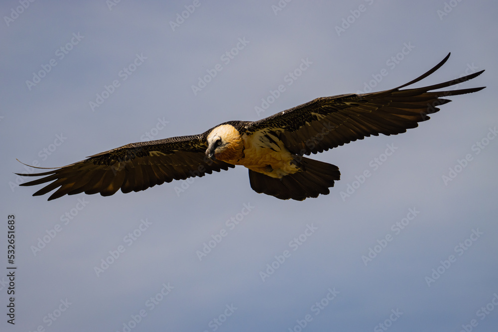 Obraz premium Trabajos de wildlife 