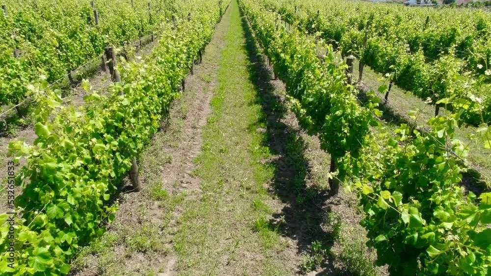 Evening summer rural landscape with grape green fields and meadows. Farming concept. Vineyards valley Evening summer rural landscape with grape green fields and meadows. Farming concept. Vineyards valley