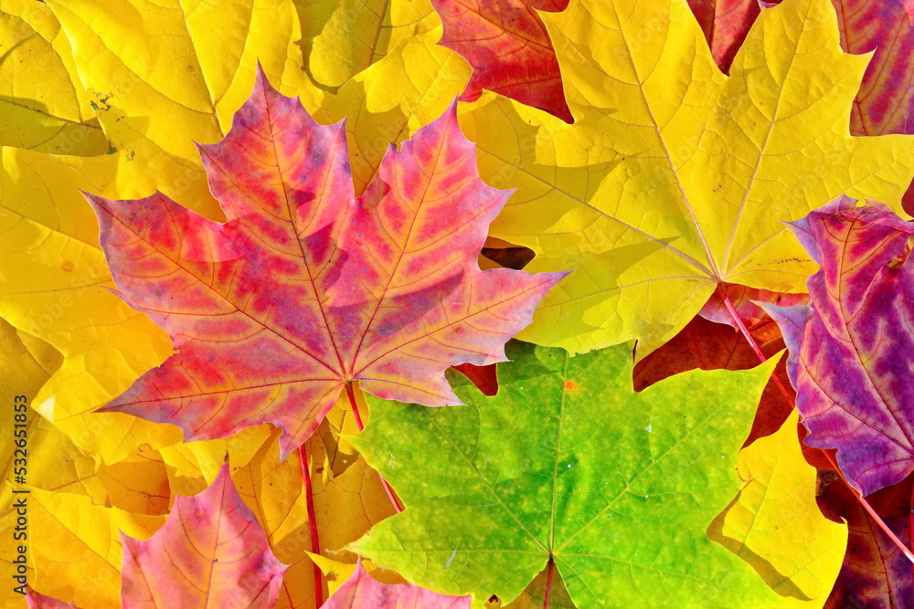 fallen autumn colorful green, yellow, red, orange, golden maple leaves close up collected for the background