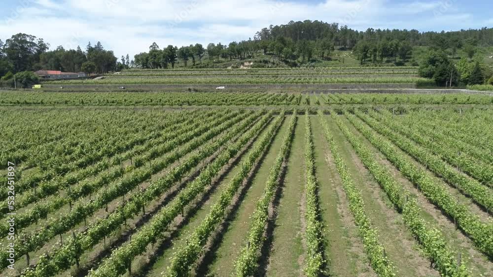 Evening summer rural landscape with grape green fields and meadows. Farming concept. Vineyards valley Evening summer rural landscape with grape green fields and meadows. Farming concept. Vineyards valley