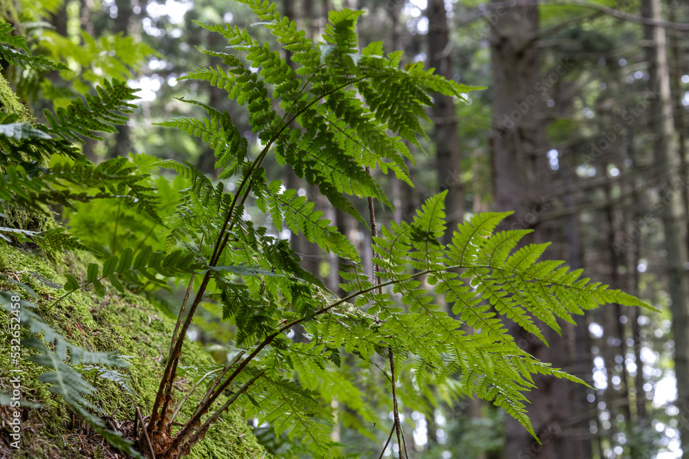 moss on stone in forrest moss on stone in forrest
