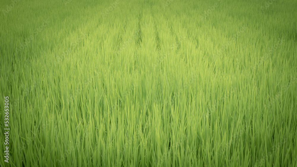 山形県 椹平の棚田
