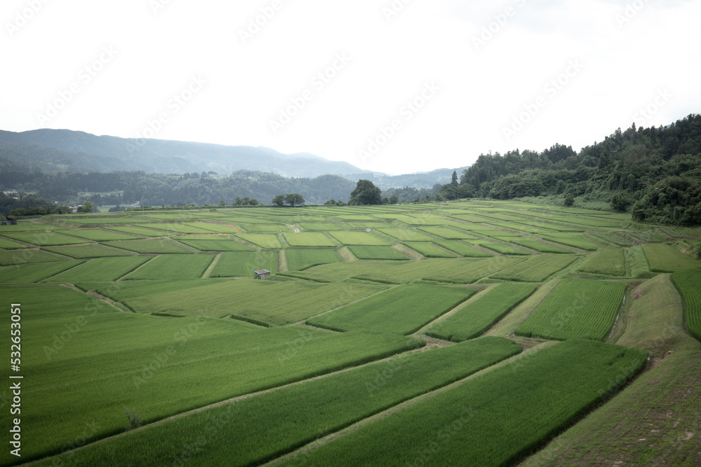 Fototapeta premium 山形県 椹平の棚田
