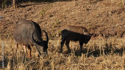 A mother on the left while a calf is also grazing on the right, Carabaos Grazing, Water Buffalo, Bubalus bubalis, Thailand. photo