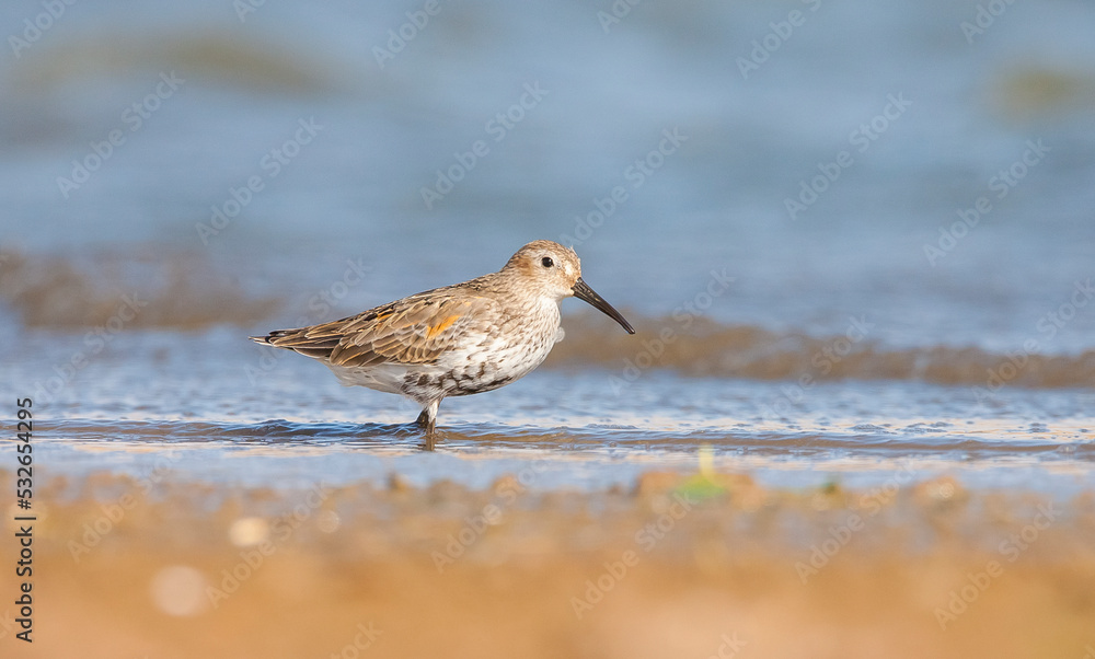 Dunlin (Calidris alpina) is a species that lives in wetlands in Asia, Europe, America and Africa. Dunlin (Calidris alpina) is a species that lives in wetlands in Asia, Europe, America and Africa.
