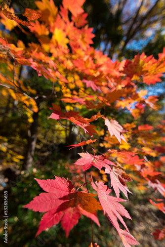 紅葉のもみじ