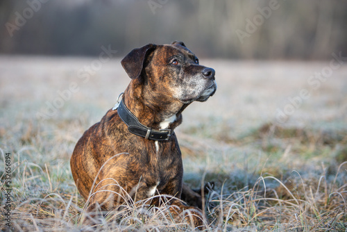 boxer portrait on a cold winter day