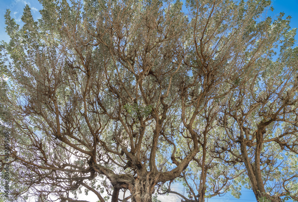 Obraz premium Silver Leaves on a Eucalyptus Tree.