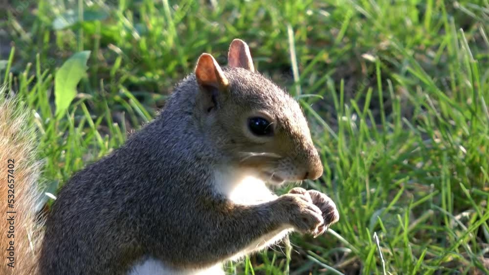 Eastern Gray Squirrel eats, close up
Central Park, new York USA, 2021
Eastern Gray Squirrel eats, close up
Central Park, new York USA, 2021