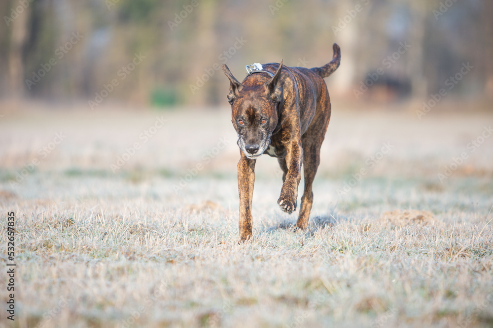 boxer dog running playing on a cold winter day boxer dog running playing on a cold winter day