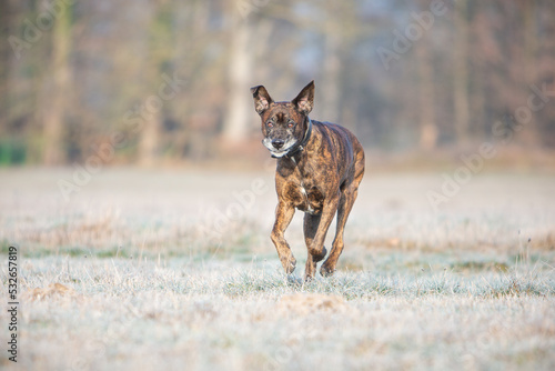Fototapeta Naklejka Na Ścianę i Meble -  boxer dog running playing on a cold winter day