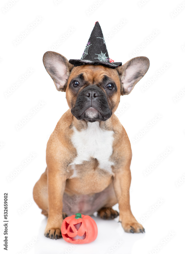 French Bulldog puppy wearing hat for halloween sits in front view with toy pumpkin. Isolated on white background French Bulldog puppy wearing hat for halloween sits in front view with toy pumpkin. Isolated on white background