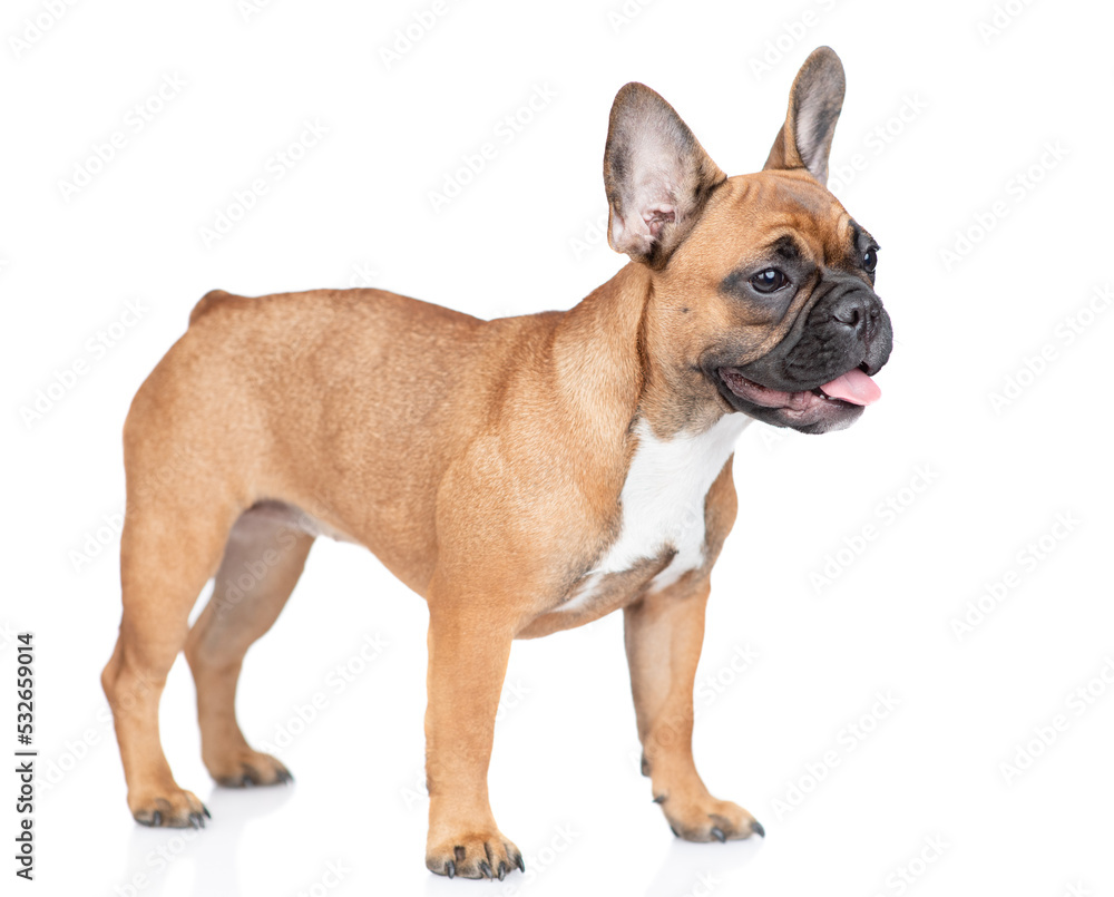 French Bulldog puppy standing in side view. Isolated on white background French Bulldog puppy standing in side view. Isolated on white background