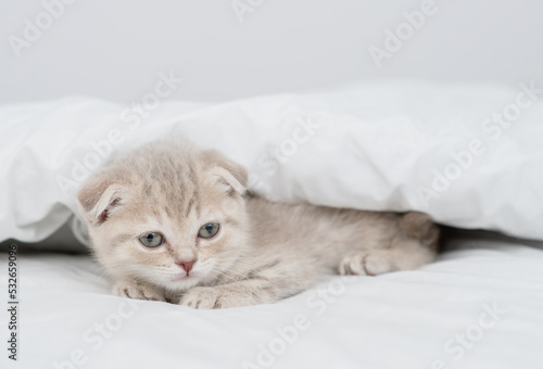 Cute kitten lying under white warm blanket on a bed at home