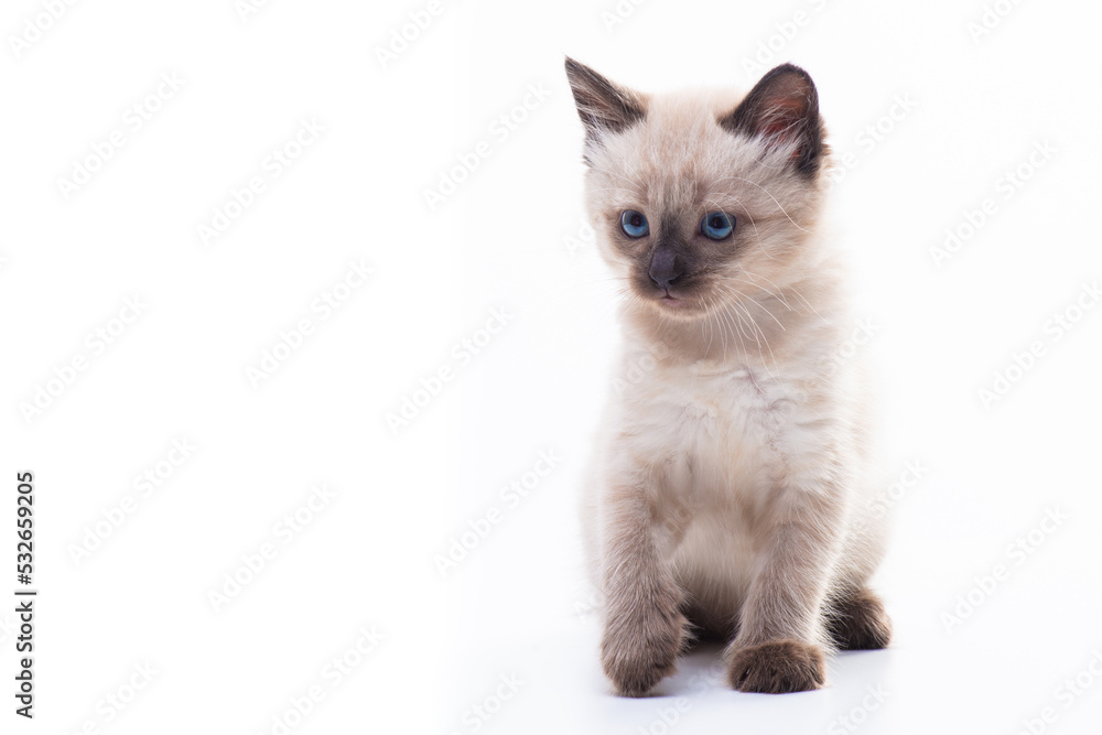 A small kitten sits and looks thoughtfully. Isolated on white background. Concept of goods for cats, veterinary clinic and pet shop