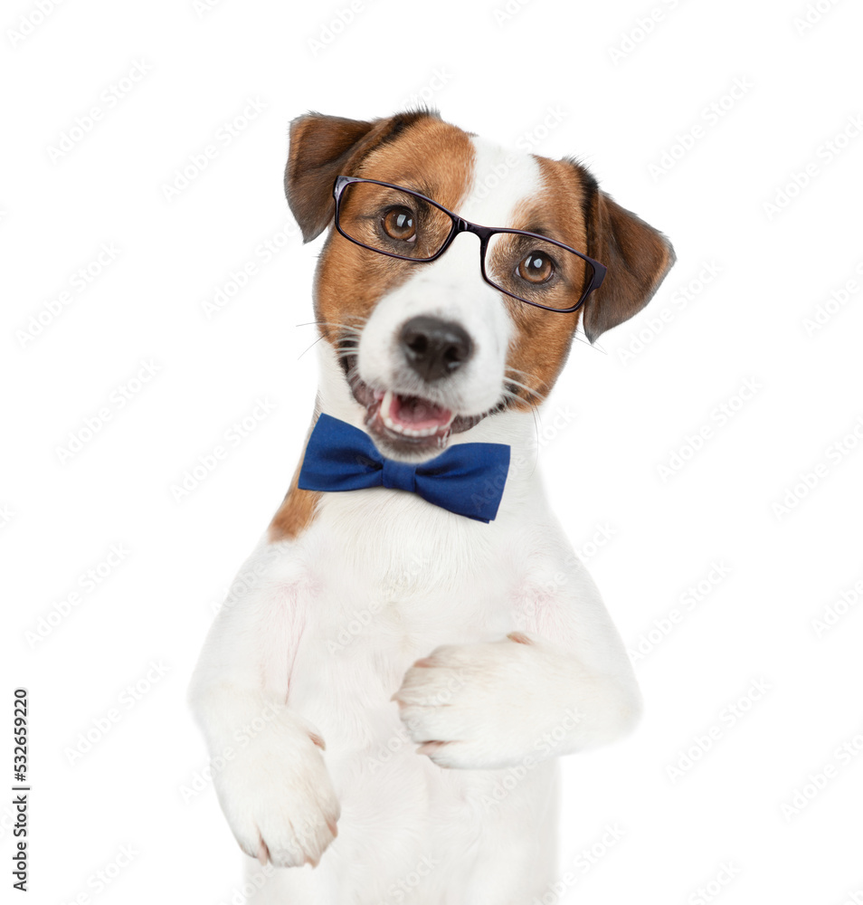 Smart Jack russell terrier puppy wearing  tie bow and eyeglasses looks at camera. isolated on white background