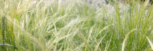 Wheat moving in wind on a sunny day in field