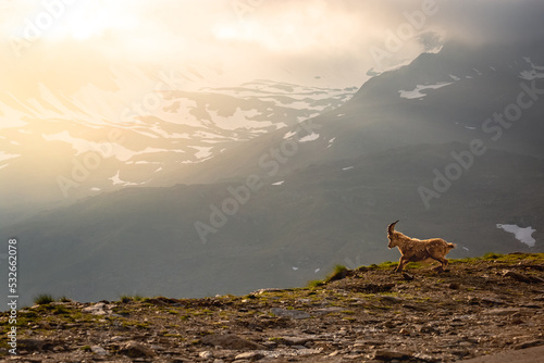 Ibex wild animal and mountain fauna, Gran Paradiso italian Alps, Italy