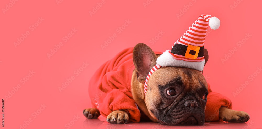Cute French bulldog in Santa hat and sweater on pink background - obrazy, fototapety, plakaty 