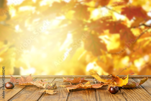 Beautiful autumn leaves on ...