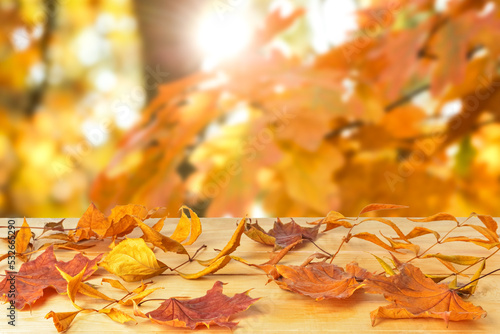 Beautiful autumn leaves on ...