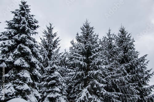Snow covering pine trees in the winter