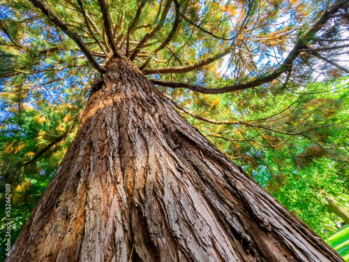 old oak tree