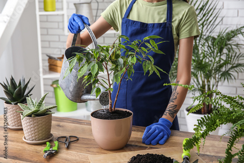Woman watering ficus tree a...