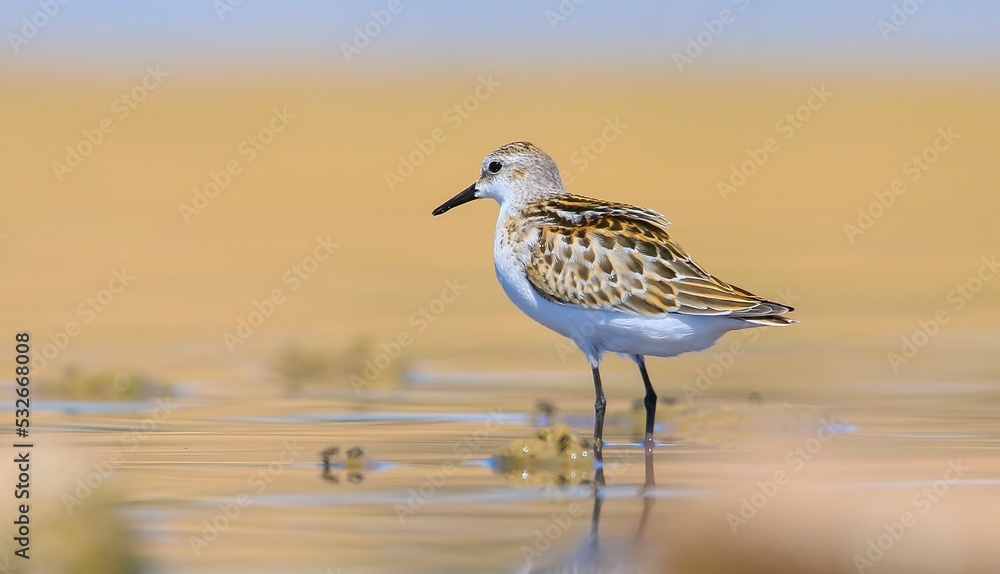 Little Stint (Calidris minuta) is is a wetland bird that lives in the northern parts of the European and Asian continents. It feeds in swampy areas. Little Stint (Calidris minuta) is is a wetland bird that lives in the northern parts of the European and Asian continents. It feeds in swampy areas.
