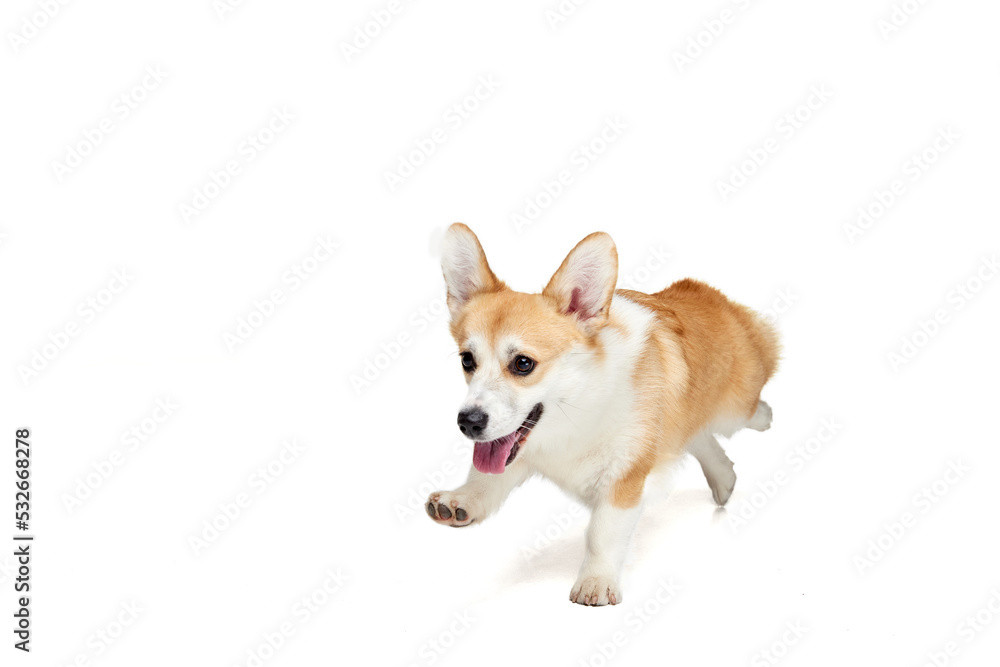 Cute Welsh corgi dog running isolated on white studio background. Happy puppy. Concept of motion, pets love, animal life.