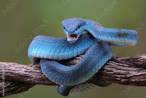 Fototapeta Naklejka Na Ścianę i Meble -  Blue viper snake on branch with isolated background, viper snake ready to attack, blue insularis snake, animal closeup