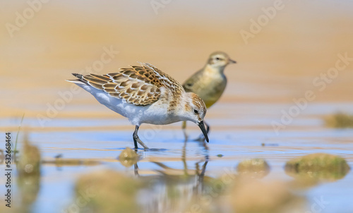  Little Stint (Calidris minuta) is is a wetland bird that lives in the northern parts of the European and Asian continents. It feeds in swampy areas.