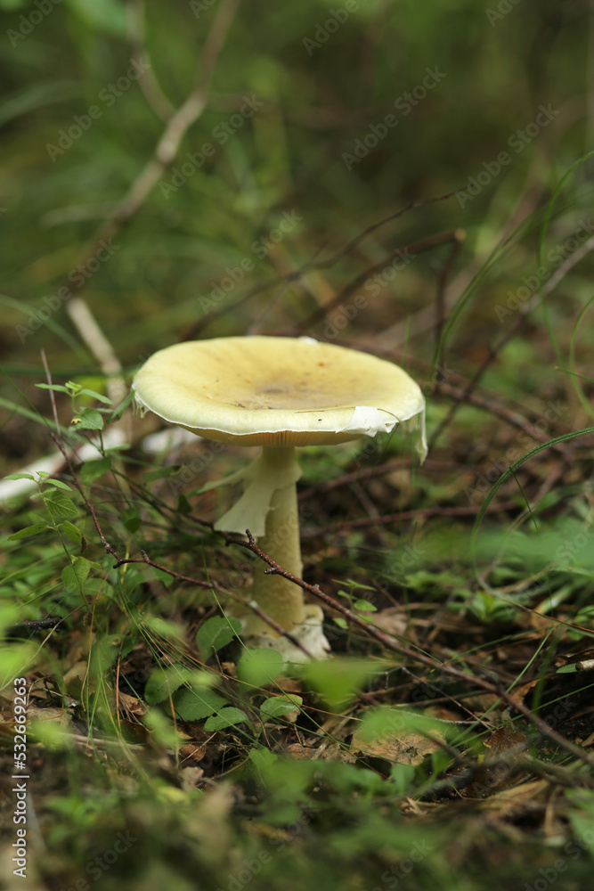 The poisonous mushroom is a pale toadstool from the amanita family. The poisonous mushroom is a pale toadstool from the amanita family.
