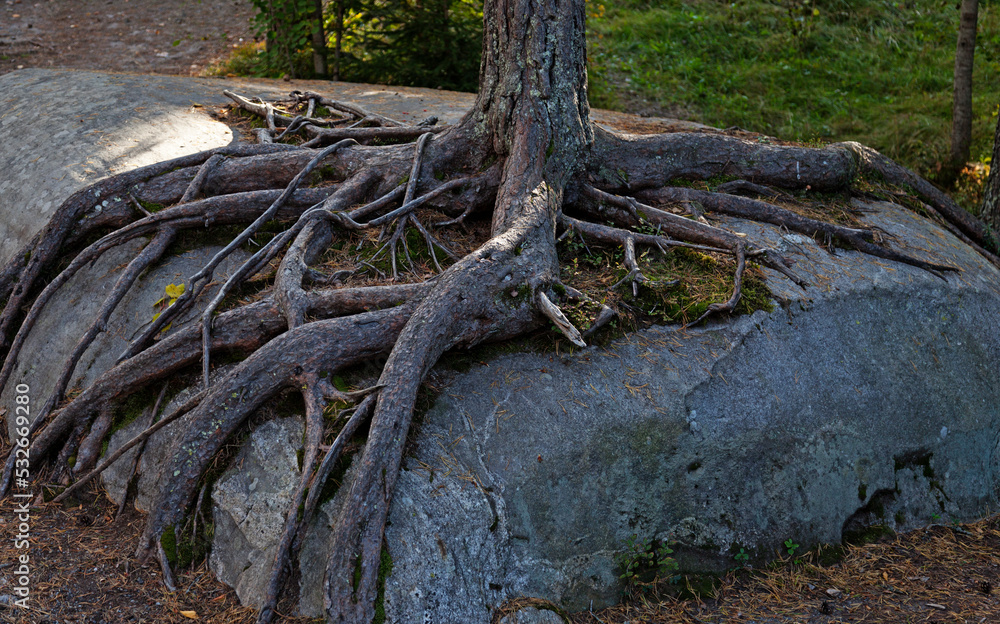 Fototapeta premium tree that has grown over a rock with its roots clinging to it
