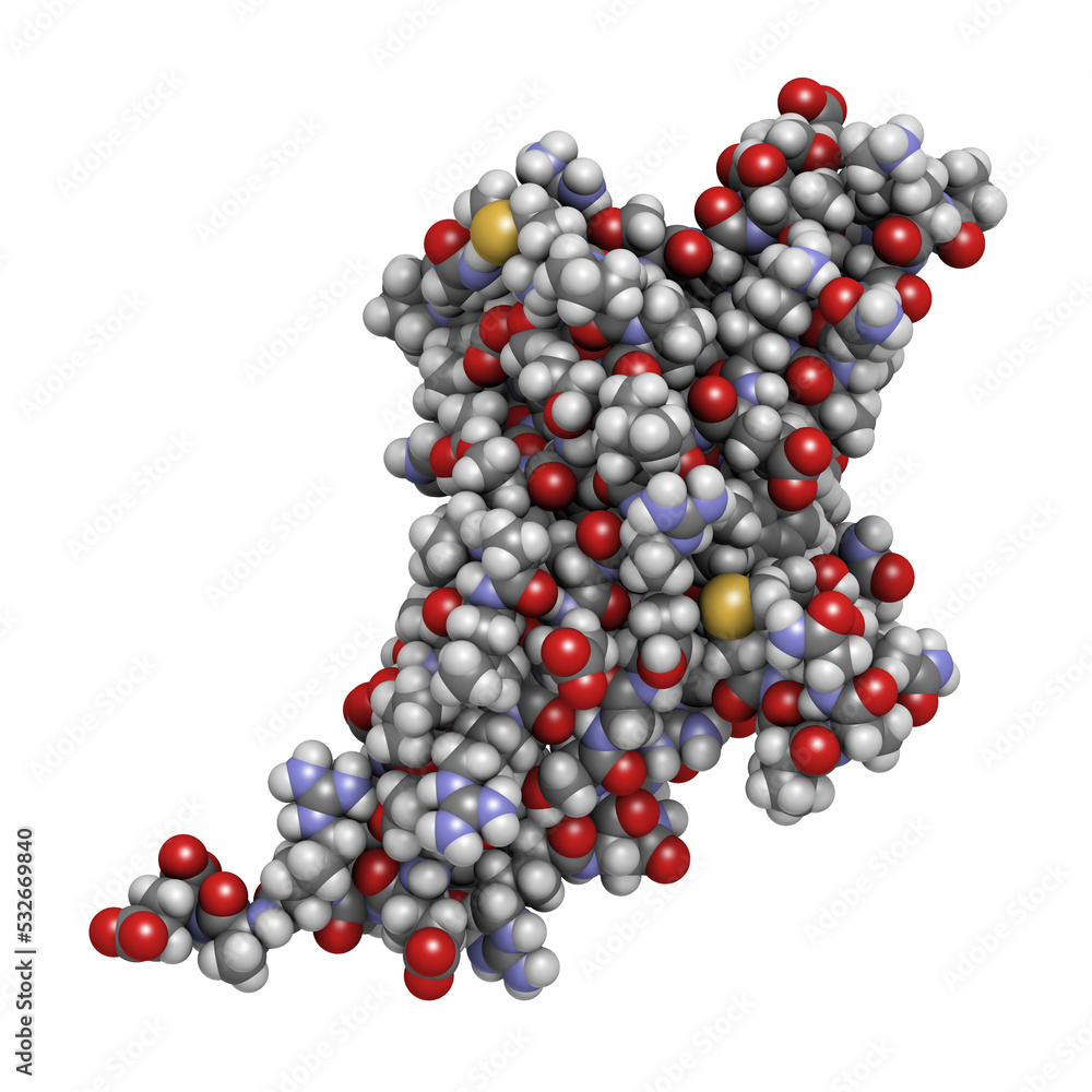Programmed cell death 1 (PD-1, CD279) receptor protein, 3D rendering. Programmed cell death 1 (PD-1, CD279) receptor protein, 3D rendering.