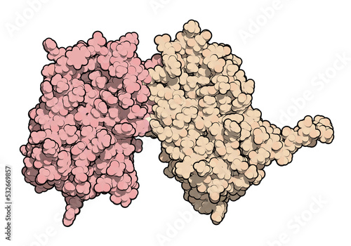 Interferon beta protein. Cytokine used to treat multiple sclerosis (MS). 3D rendering. Atoms shown as spheres, colored per chain...... photo