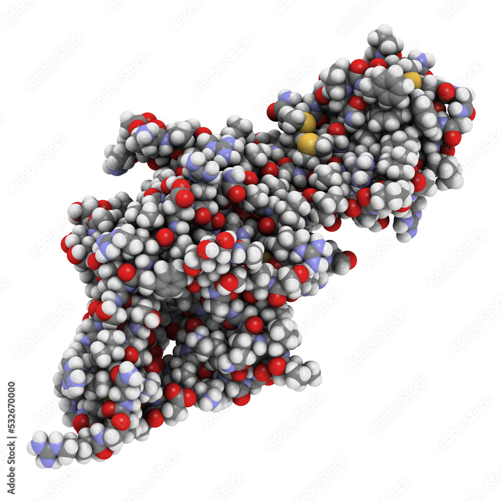 Human Chorionic Gonadotropin (hCG) glycoprotein hormone, 3D rendering. Used in fertility treatments and in vitro fertilization. Human Chorionic Gonadotropin (hCG) glycoprotein hormone, 3D rendering. Used in fertility treatments and in vitro fertilization.